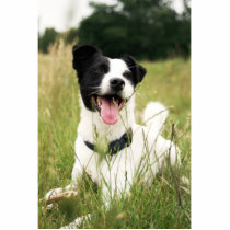 Jack Russell Acrylic Cut Out