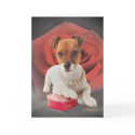 Jack Russell against rose cards