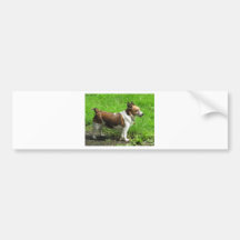 Jack Russell Bumper Stickers