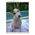 JACK RUSSELL cards by smchugh511 JACK RUSSELL cards