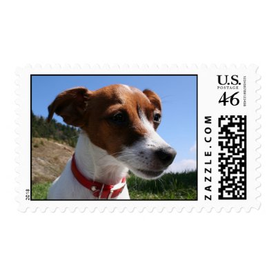 Jack Russell Close UP Postage at Zazzle -- Click here for a larger image
