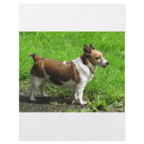 Jack Russell Full Color Flyer