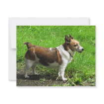 Jack Russell invitations by A_Phoenix Jack Russell invitations