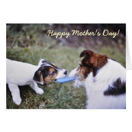 jack-russell-mother-s-day-card-zazzle
