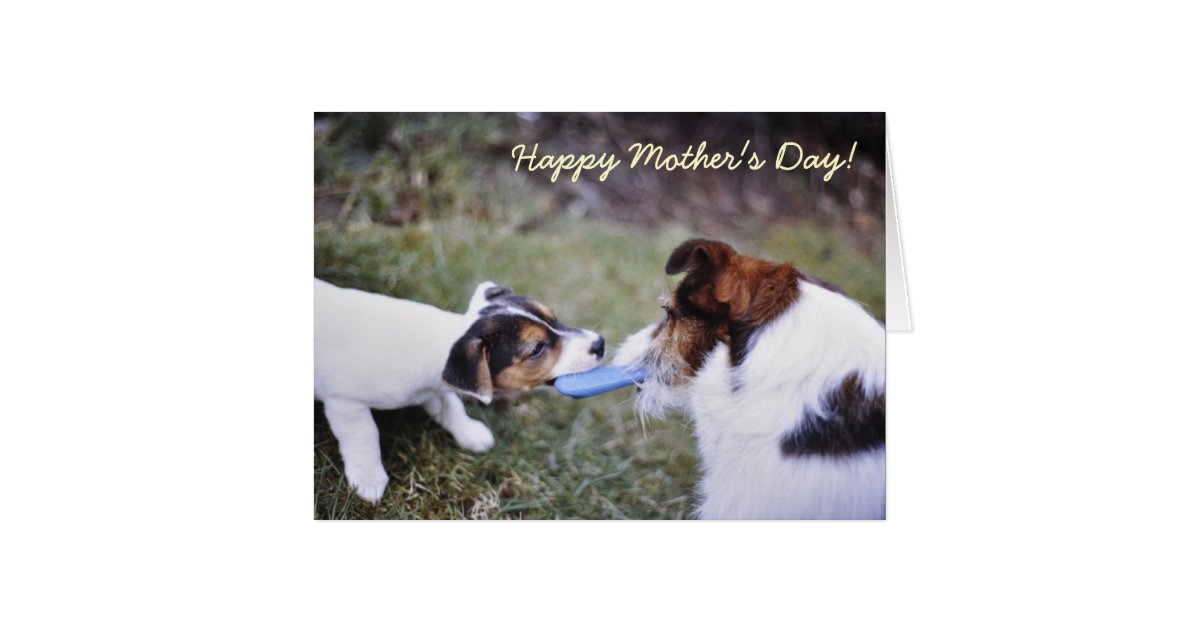 jack-russell-mother-s-day-card-zazzle