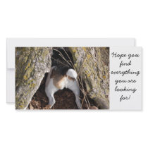 Jack Russell Note Cards photo cards by llellerdvm Jack Russell Note Cards photo cards