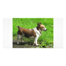 Jack Russell photo cards by A_Phoenix Jack Russell photo cards