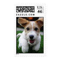 Jack russell postage