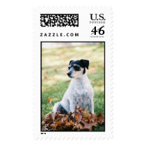 Jack Russell postage
