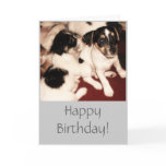 Jack Russell Puppies Birthday Card