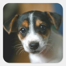 Jack Russell Puppy Sticker Sheet