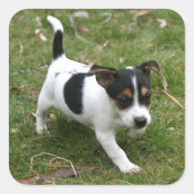 Jack Russell Puppy Sticker Sheet #1