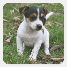 Jack Russell Puppy Sticker Sheet #2