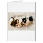 jack russell pups greeting cards jack russell pups greeting cards