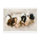 jack russell pups postcard jack russell pups postcard