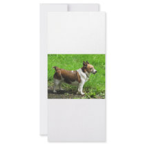 Jack Russell rack cards