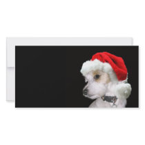 Jack Russell Santa photo cards by deemac1 Jack Russell Santa photo cards