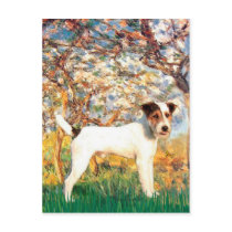Jack Russell (T) - Spring postcards