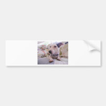 Jack Russell Terier Bumper Stickers