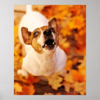 Jack Russell Terrier barking and jumping, Autumn Posters