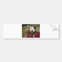 Jack Russell Terrier Bumper Sticker
