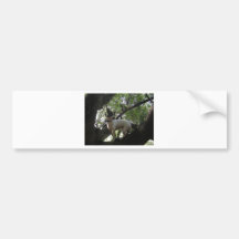 Jack Russell Terrier Bumper Sticker
