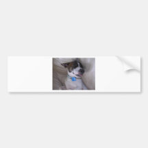 Jack Russell Terrier Bumper Sticker