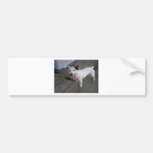 Jack Russell Terrier Bumper Sticker