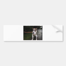 Jack Russell Terrier Bumper Sticker