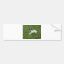 Jack Russell Terrier Bumper Stickers