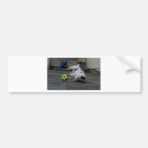 Jack Russell Terrier Bumper Stickers