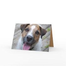 Jack Russell Terrier Card