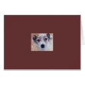 Jack Russell Terrier cards