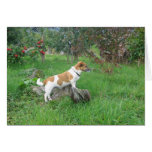 Jack Russell Terrier en roca Tarjetas