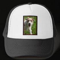Jack Russell Terrier hat hats