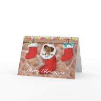 Jack Russell Terrier in a stocking cards by justforjacks Jack Russell Terrier in a stocking cards