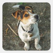 Jack Russell Terrier in Woods sticker sheet