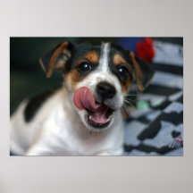 Jack Russell Terrier Licking Lips Poster