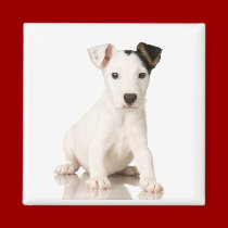 Jack Russell Terrier Magnet