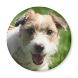 Jack Russell Terrier magnet Jack Russell Terrier magnet