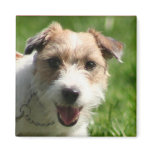 Jack Russell Terrier mug Jack Russell Terrier mug