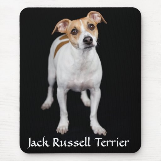 Jack Russell Terrier Portrait Mousepad