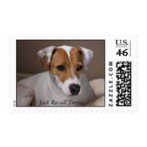 Jack Russell Terrier postage