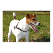 Jack Russell Terrier Poster posters