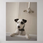 Jack russell terrier. print