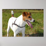Jack Russell Terrier Poster posters