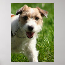 Jack Russell Terrier poster