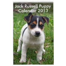 Jack Russell Terrier Puppy Calendar 2013