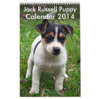 Jack Russell Terrier Puppy Calendar 2014