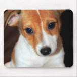 Jack Russell Terrier Puppy Dog  Mouse Pad